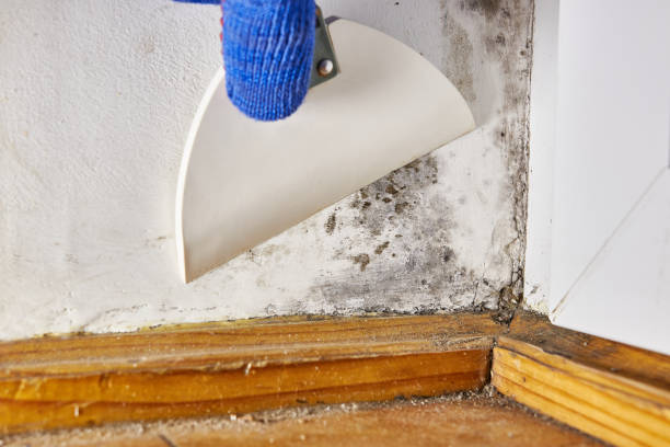  Howard Lake, MN Mold Removal Pros